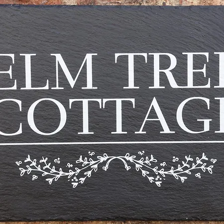 Elm Tree